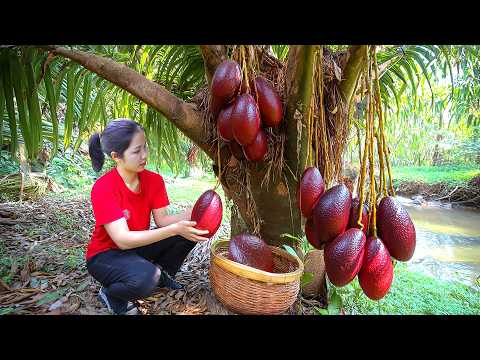 Harvesting 1000 + Avocado Booth on tall tree To Sell At Market | Tieu Ca-Free Bushcraft