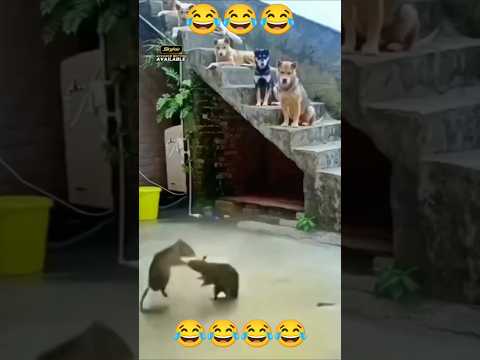 chuhey ki faiting  comedy video 😂 Hare Rama Hare krishna #comedyvideo
