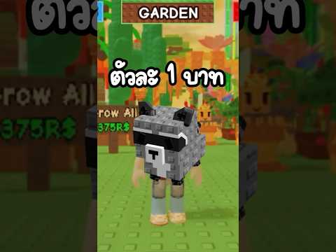 ถ้าผมขายแร็คคูนตัวละ1บาท จะมีคนซื้อมั้ย!😱 #growagarden #roblox #โรบอก #โกวอะกาเดน
