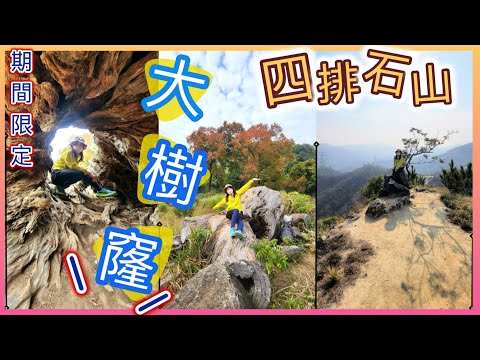 【 CP值高🥰l 多景點| 楓葉 🍁 】大樹窿打卡丨粉色深谷「井坑沖溝」😍，震撼! 丨連走"五大"小山峰丨開揚元朗平原景🏞丨 四排石山 并坑山  黃茅嶺 白水嶺丨 唔難行交通方便🚃