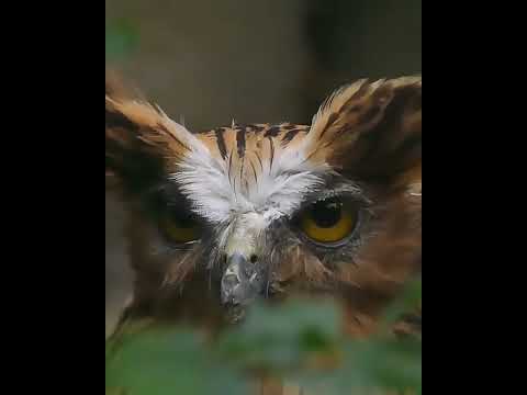 Long Eared owl is so Beautiful #short #birds #wildlife #owl