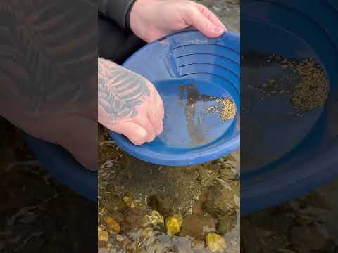 The golden motherlode 😁😁😁 #goldpanning #goldpanning #goldrush #goldnugget