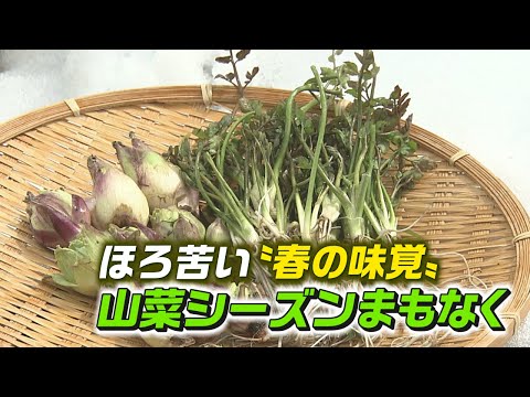 今年は遅い？ほろ苦い〝春の味覚〟山菜シーズンまもなく！