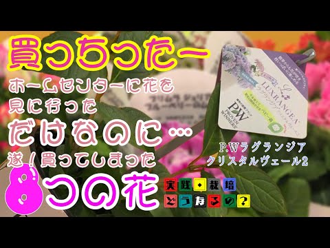 買っちったー8つの花【ラグランジア・クリスタルヴェール2】を始めとするホームセンターに行くと遂買ってしまった8つの花をご紹介します【ガーデニング】に使える花などありますので参考にして頂ければ幸いです