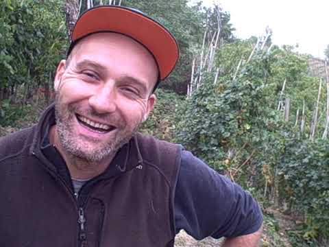 DBGitalia with Alberto Oggero as he harvests single vyd Anime for Nebbiolo da Roero (Ris.), Oct'19