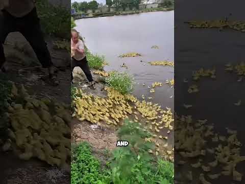 China hired 1000 ducks to work