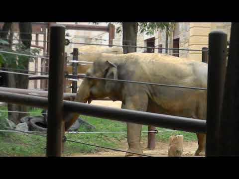 Asian Elephant Eating at DC Zoo