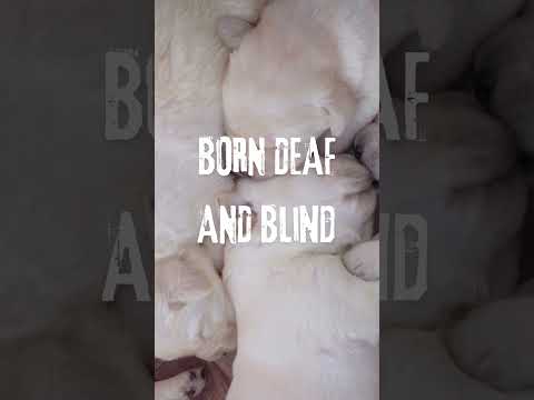 PUPPIES BORN BLIND AND DEAF #puppy #dog #dogs #dogshorts #amazingfacts #interestingfacts #facts
