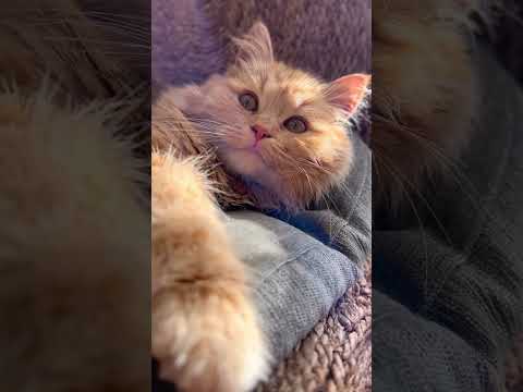 ASMR: The Secret Power of a Cat’s Purr #cats #cat #pets #pet #asmr #asmrsounds #petlover #facts