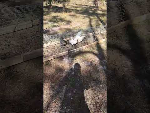 Container Home Homesteading: My Chicken Setup #shorts