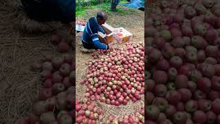 Apple packing in kashmir # apple harvesting season in kashmir #apple #🍎🍎🍎🍏🍏#trending #nature