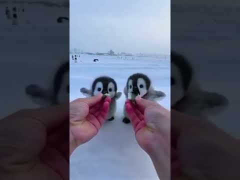 This time I want to lure 2 of them home #cute #adorable #penguin #babyanimals #fluffy #cuteanimal