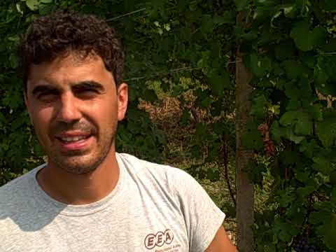 DBGitalia talks to Francesco Versio in his San Cristoforo vyd, Neive, Sept. 2019