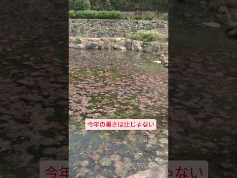 【ぼっち散歩】池？を見つけて撮影/Pond? Found and photographed．