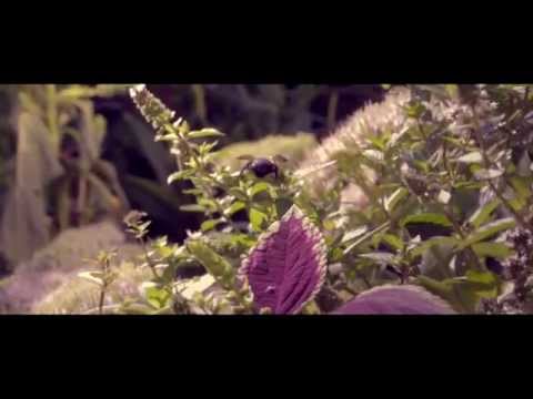 KenitoRDCFilms Presents: Melvin's Garden(My Dads Spot)