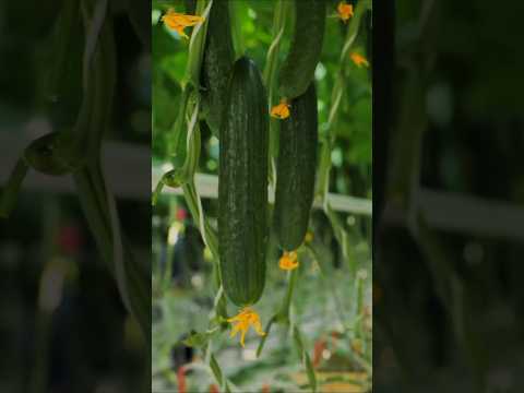Better than 100 fertilizers! Cucumbers grow rapidly