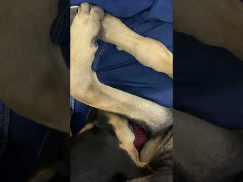 True God in Dogs | unconditional love & protection