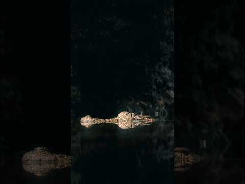 Crocodile Rhyme #shorts