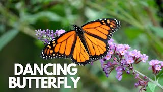 DANCING BUTTERFLY / Tiny Tunes Kids