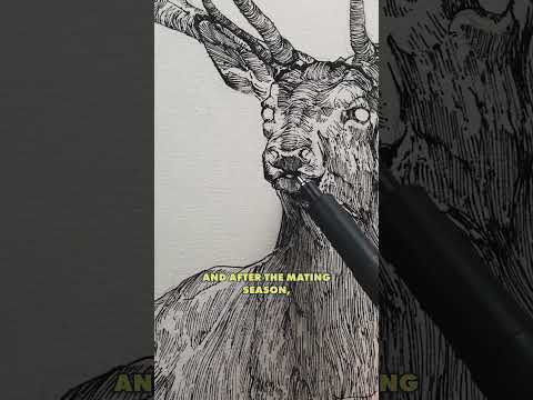 Deer Magic #drawing #art #animalart