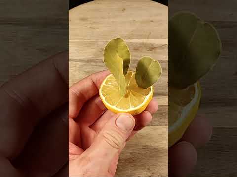 Put a bay leaf in a lemon and see what happens #lifehacks #homehacks