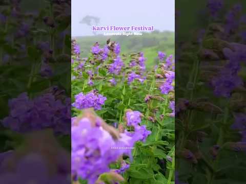 Karvi Flower Season | Lonavala | Maharashtra #youtubeshort #lonavala #pune