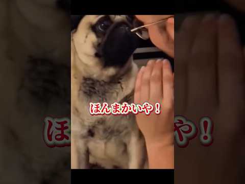 【電光石火すぎる】#dog #犬 #pug #shorts #comedy #電光石火