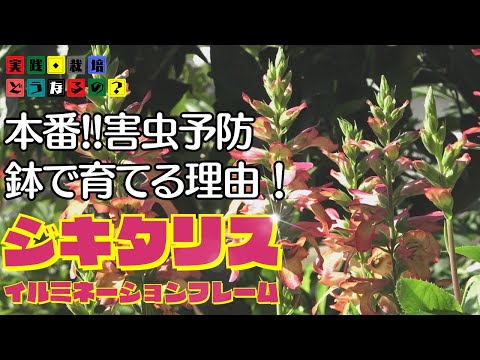 実践・栽培・どうなるの？【夏の花】本番！！害虫予防と鉢で育てる理由！【ジキタリス・イルミネーションフレイム】植え方・育て方・育ち方【花苗・園芸】