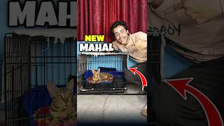 Caty Ka Naya Mahal 🏠💀 | Mini Vlog #shorts #minivlog #ashortaday #vlog #tranding #cats #cat