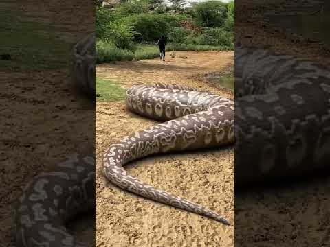Big anaconda snake attack 2 #shorts #snake