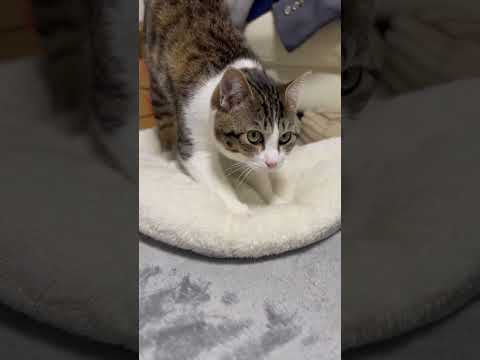 ふみふみ動画 #可愛くてごめん #cat #猫のいる暮らし #猫のいる生活 #猫好きさんと繋がりたい #ふみふみ猫