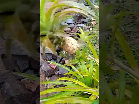 Danna kenek meke nama mokakda kiayanwada #music #travel #shortvideo #sinhala #viralvideo #shorts