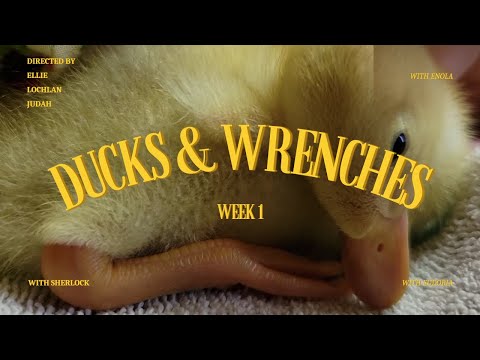 Ducks & Wrenches Ep.1// Cute Ducklings!