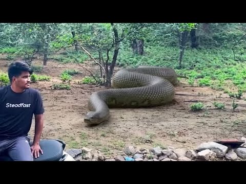 Giant Anaconda vs. MEN: Who Wins? PART 1