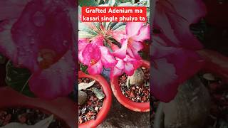 Grafted Adenium ma single po phulyo #tranding #plants #gardenflowers #garden #ytshorts #viral