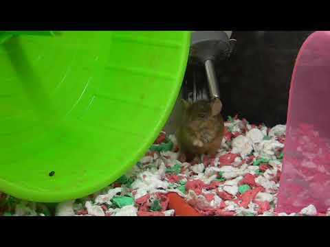 Video of Mouse in Cage
