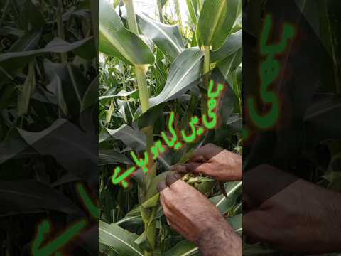 Beautiful and nature fresh maize 🌽🌽crops #short #viral #agriculture#shorts #shortsviral #shortsfeed