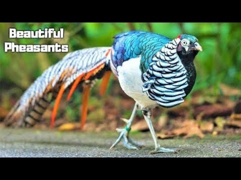 Top 10 most beautiful pheasant in wrold | 10 Beautiful pheasant #pheasants #pheasantbirds #wildlife