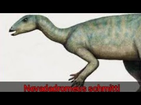 Todo sobre Nevadadromeus schmitti