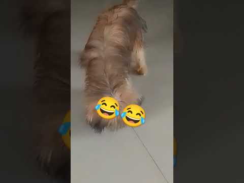 Yung aso na dibinili Ng amo Ng laruan Yung tipaklong pinag tripan😂😂#kawawang tipaklong