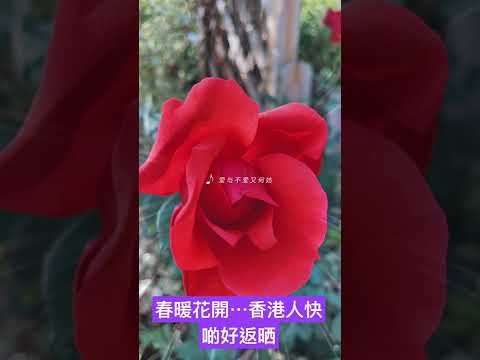 疾情下的香港人盼望春暖花開可以自由自在去旅游！