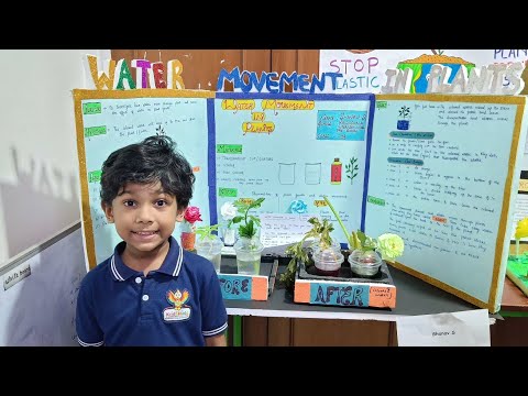Water movement in plant's | Role of xylem in plants | science project | school project model | ukg