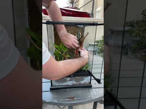 My *RAREST* Lizards Get A New Enclosure?! #shorts