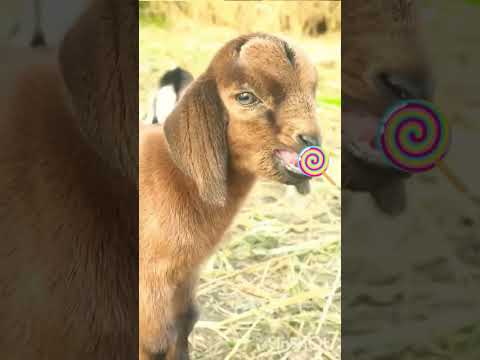 Funny Goat