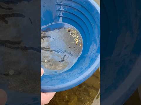 Quick gold clean up after 2 hours sniping 🤿 #goldpanning #goldprospecting #goldrush