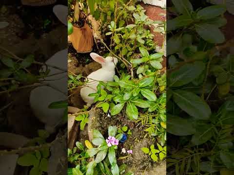 Tum sa koi pyara ||yt shorts