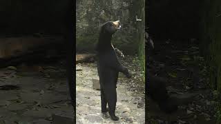 This zoo in China insists these bears are not humans in disguise
