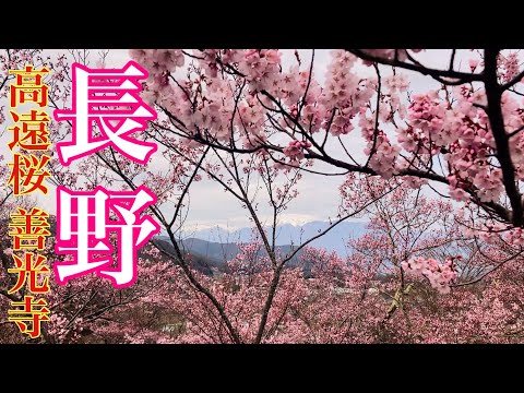 【観光】【ツアー2日目】沖縄から長野県天下第一の桜と善光寺「高遠桜と山高神代桜 軽井沢3日」ツアー