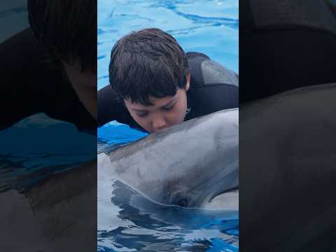 I Kissed A #dolphin #seaworld #tiktok #tiktokviral