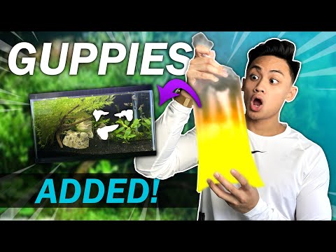Adding GUPPIES to the AQUASCAPED 10 Gallon Guppy Tank! *Finally*